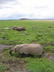 13-Elephants in Lake Amboseli